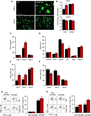 Critical Role for Very-Long Chain Sphingolipids in Invariant Natural Killer T Cell Development and Homeostasis